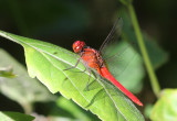 Spine-legged redbolt (Rhodothemis rufa)