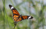 Common Tiger (Danaus genutia)