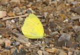 Common Grass Yellow (Eurema hecabe)