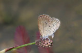 Lesser Grass Blue (Zizina otis)