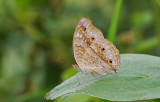 Grey Pansy Junonia atlites