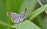 Lesser Grass Blue (Zizina otis)