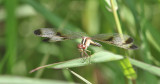 Pied Paddy Skimmer Neurothemis tullia