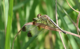 Pied Paddy Skimmer Neurothemis tullia