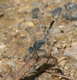 Chalky Percher Diplacodes trivialis