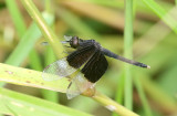 Pied Paddy Skimmer Neurothemis tullia