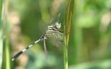 Green Marsh Hawk Orthetrum sabina