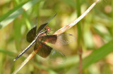 Pied Paddy Skimmer Neurothemis tullia