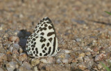 Common Pierrot Castalius rosimon