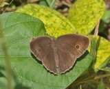 Dark-branded Bushbrown (Mycalesis mineus)