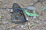 Dark Blue Tiger Butterfly (Tirumala septentrionis)