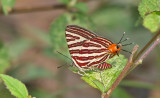 Long-banded Silverline Cigaritis lohita