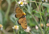 Tawny Coster (Acraea terpsicore)