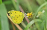 One-spot Grass Yellow Eurema andersoni