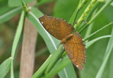 Angled Castor (Ariadne ariadne)