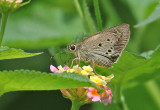 Indian Palm Bob  (Suastus gremius)