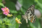 The Lime Swallowtail (Papilion demoleus)