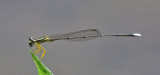 Yellow Featherlegs Copera marginipes