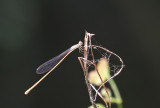 Aciagrion pallidum