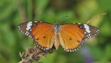 Plain Tiger (Danaus chrysippus)