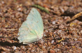 The Lemon Emigrant, (Catopsilia pomena)