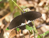 Common Mormon Swallowtail Papilio polytes