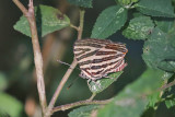 Long-banded Silverline Cigaritis lohita