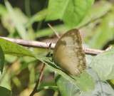 The Lemon Emigrant, (Catopsilia pomena)