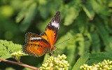 Leopard Lacewing Butterfly Cethosia cyane