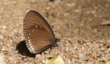 Double-branded Crow Butterfly Euploea sylvester