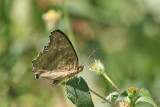 Lemon Pansy, (Junonia lemonias)