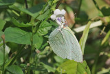 The Lemon Emigrant, (Catopsilia pomena)