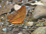 Common Cruiser