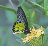 Golden Birdwing (Troides aeacus)