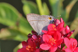 Common Tit (Hypolycaena erylus)