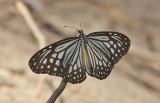 Glassy Tiger Parantica aglea