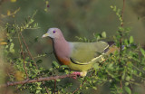 Pink-necked Pigeon