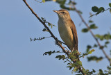 Oriental Reed Warbler