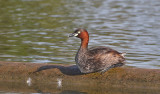 Little Grebe