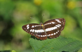 Common Sailer Neptis hylas