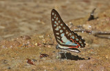 Common Jay (Graphium doson)