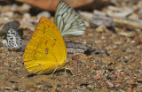 The Lemon Emigrant, (Catopsilia pomena)