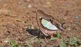 Common Nawab (Polyura athamas athamas)