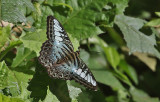Clipper Parthenos sylvia
