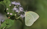 The Lemon Emigrant, (Catopsilia pomena)