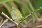 The Lemon Emigrant