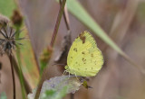 The Lemon Emigrant, (Catopsilia pomena)