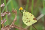 The Lemon Emigrant, (Catopsilia pomena)