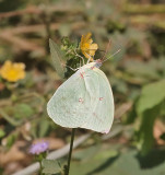 The Lemon Emigrant, (Catopsilia pomena)