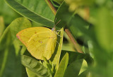 The Lemon Emigrant, (Catopsilia pomena)